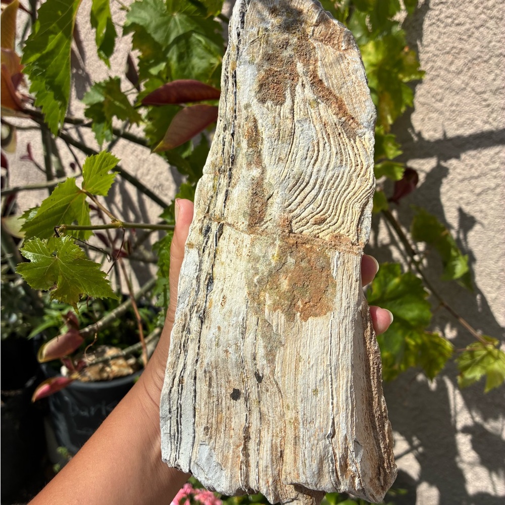 Large Rare Petrified Wood W Agate Veins Specimen Rough 4.4 Lbs - Picture 13 of 16